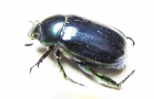 Rutelinae sp.  Thailand - INSECTS-STORE.RU