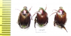 Popilia sp.  China, Tibet - INSECTS-STORE.RU