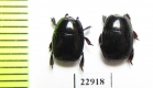 Hister tropicus  South Africa Rep. - INSECTS-STORE.RU