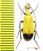 Meloidae sp.  Tanzania - INSECTS-STORE.RU