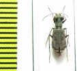 Cicindelinae sp.  Dominican Rep. - INSECTS-STORE.RU