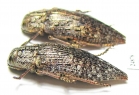 Dicerca alni  Russia, Kaluga reg. - INSECTS-STORE.RU