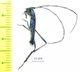 Cerambycidae sp.  South Africa Rep. - INSECTS-STORE.RU
