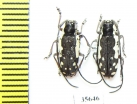 Cerambycidae sp.  South Africa Rep. - INSECTS-STORE.RU
