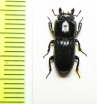 Figulus binodulus  Japan - INSECTS-STORE.RU