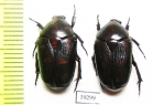 Pachnoda interrupta  Senegal - INSECTS-STORE.RU