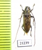 Cerambycidae sp.  Malaysia, Borneo - INSECTS-STORE.RU