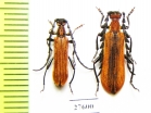 Corennys notatipes, pair  Laos - INSECTS-STORE.RU