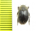 Caedius sp.  India - INSECTS-STORE.RU