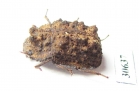Tenebrionidae sp.  Indonesia, Sumatra - INSECTS-STORE.RU