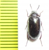 Amarygmus sp.  Malaysia, Borneo - INSECTS-STORE.RU