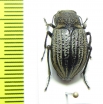 Platyope granulata  Kazakhstan - INSECTS-STORE.RU