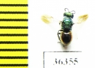 Chrysididae sp.  Russia, Moscow reg. - INSECTS-STORE.RU