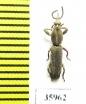 Brentidae sp.  Tanzania - INSECTS-STORE.RU