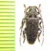 Estola basimaculata  Peru - INSECTS-STORE.RU