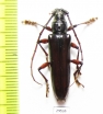 Cerambycidae sp.  Panama - INSECTS-STORE.RU