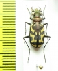Ropaloteres luridus namaquus  South Africa Rep. - INSECTS-STORE.RU