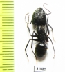 Formicidae sp.  Zambia - INSECTS-STORE.RU