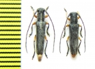 Phytoecia rufipes  Uzbekistan - INSECTS-STORE.RU