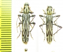 Hayashiclytus acutivittis  Russia, Far East - INSECTS-STORE.RU