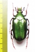 Pseudochalcothea sp.  Malaysia, Borneo - INSECTS-STORE.RU