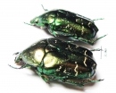 Protaetia cuprina  Russia, Astrakhan reg. - INSECTS-STORE.RU