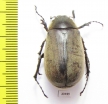 Melolonthinae sp.  Panama - INSECTS-STORE.RU