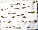 Odonata sp.  Russia, Tver reg. - INSECTS-STORE.RU