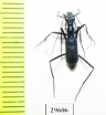 Pogonostoma sp.  Madagascar - INSECTS-STORE.RU
