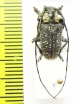 Cerambycidae sp.  Congo - INSECTS-STORE.RU