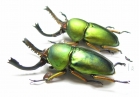 Lamprima adolphinae  Indonesia, Papua - INSECTS-STORE.RU