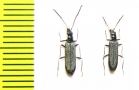 Oedemera sp.  Turkey - INSECTS-STORE.RU