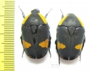 Pachnoda abyssinica - INSECTS-STORE.RU