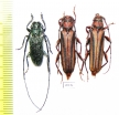 Cerambycidae sp.  Thailand - INSECTS-STORE.RU