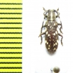 Cerambycidae sp.  Indonesia, Papua - INSECTS-STORE.RU