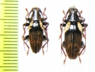Tmesisternus humeralis, pair  Indonesia, Papua - INSECTS-STORE.RU