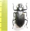 Tenebrionidae sp.  Indonesia, Kalimantan - INSECTS-STORE.RU