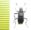 Tenebrionidae sp.  Malaysia - INSECTS-STORE.RU