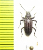Tenebrionidae sp.  Malaysia, Borneo - INSECTS-STORE.RU