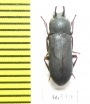 Cryphaeus amurensis, male  Russia, Far East - INSECTS-STORE.RU