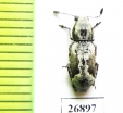 Anthribidae sp.  South Africa Rep. - INSECTS-STORE.RU