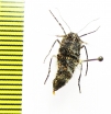 Lycia pomonaria  Russia, Moscow reg. - INSECTS-STORE.RU