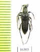 Trachysida aspera brevifrons  Canada - INSECTS-STORE.RU
