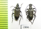 Gnathacmaeops brachypterus  Kazakhstan - INSECTS-STORE.RU