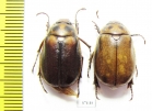 Melolonthinae sp.  South Africa Rep. - INSECTS-STORE.RU
