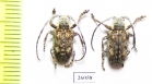 Cerambycidae sp.  South Africa Rep. - INSECTS-STORE.RU