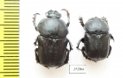 Chironitis haroldi, pair  Uzbekistan - INSECTS-STORE.RU