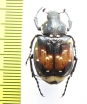 Gnorimus bartelsi, female  Abkhazia - INSECTS-STORE.RU