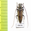 Cerambycidae sp.  Malaysia, Borneo - INSECTS-STORE.RU