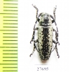Milothris irrorata  Indonesia, Java - INSECTS-STORE.RU